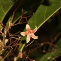 Sterculia lanceolata Cav.